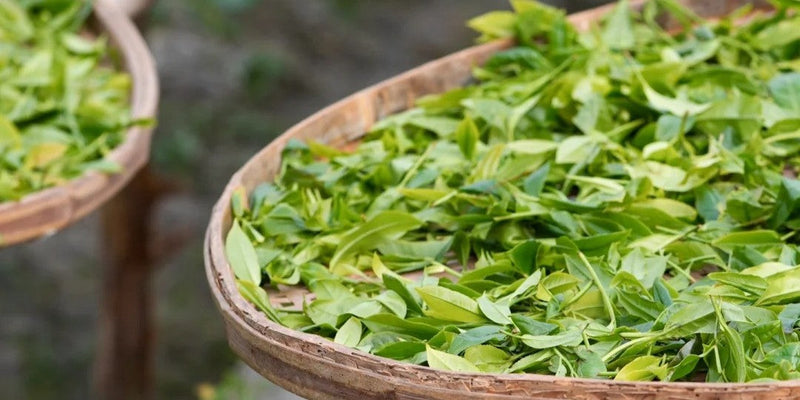 Reading Fenghuang Dancong