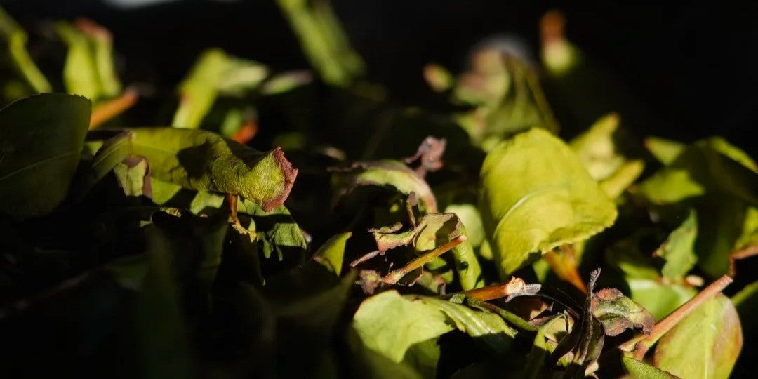 Anxi oolong leaves ban qing ban hong by jing tea shop