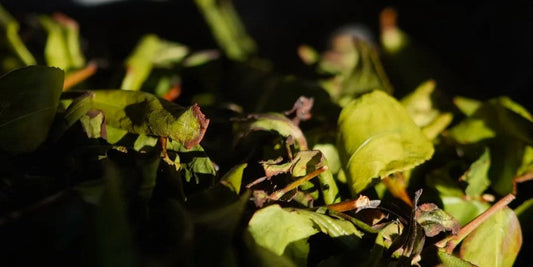 Anxi oolong leaves ban qing ban hong by jing tea shop