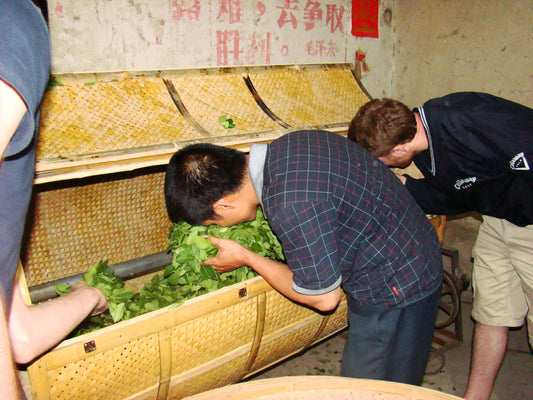 From Leaf to Flavour: How Processing Creates Tea