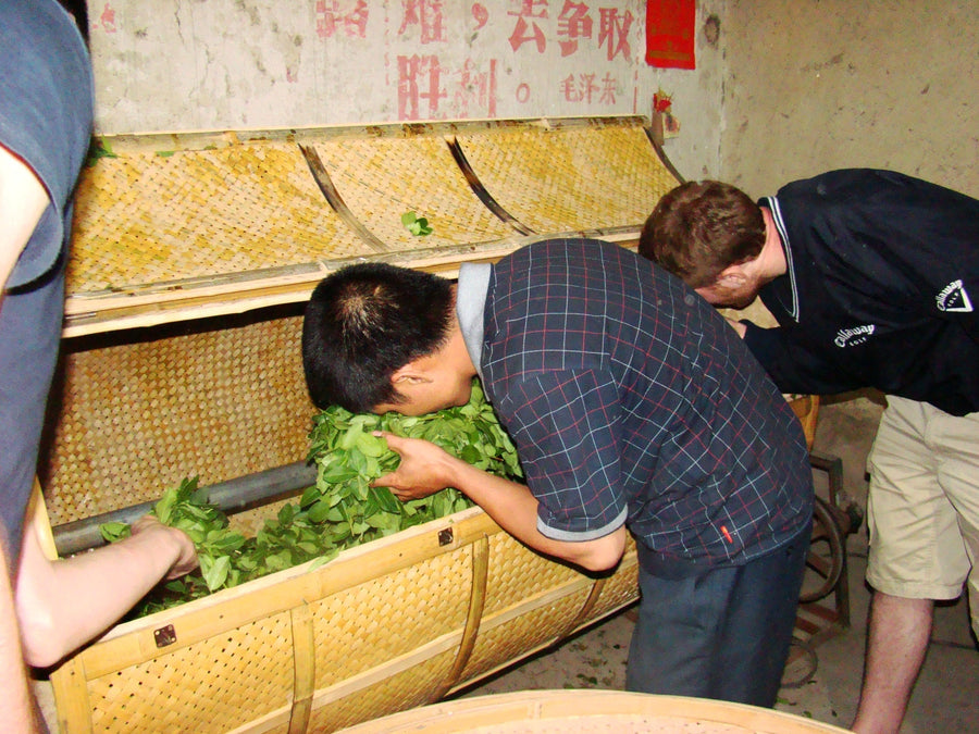 From Leaf to Flavour: How Processing Creates Tea