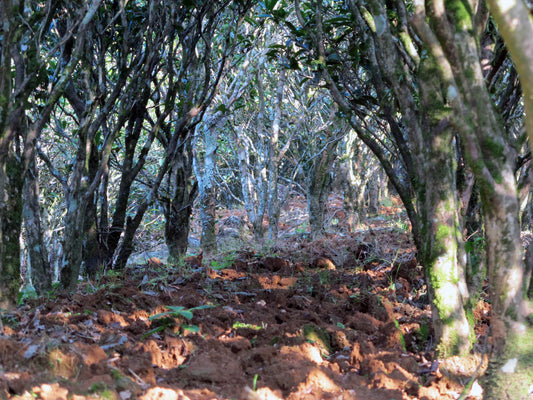 dancong oolong tea trees in fenghuang mountain 
