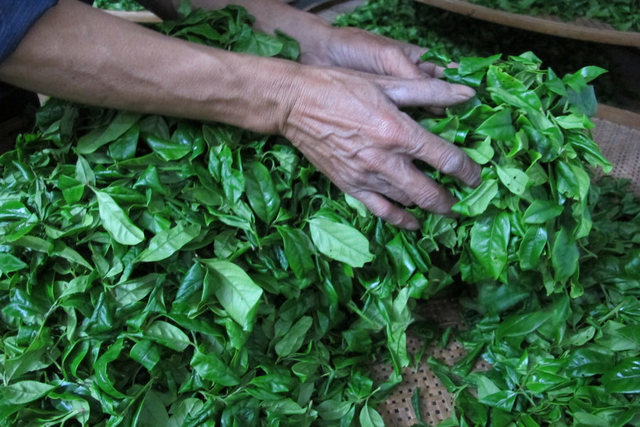 hands shaking tea leaves in Wuyishan