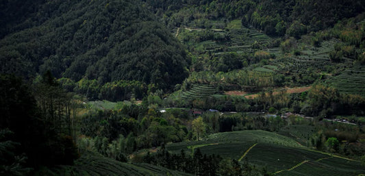 Mountain tea fields in Jianyang, northern Fujian