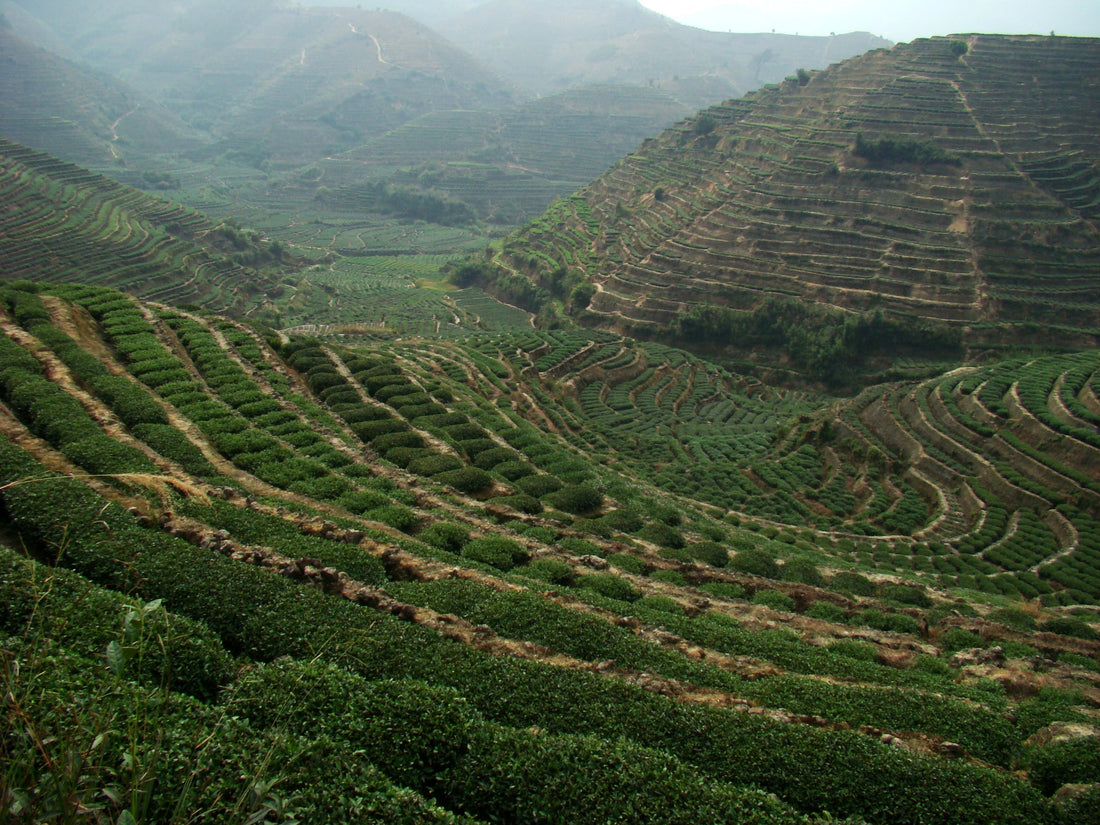 Part 8 : The Origin Story of Anxi Oolong Tea