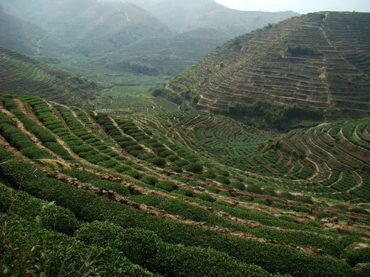 Part 8 : The Origin Story of Anxi Oolong Tea