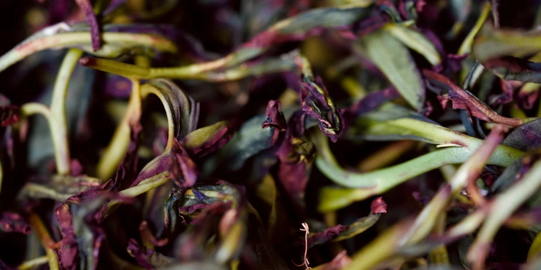 fermented leaves of anxi oolong by jing tea shop