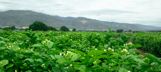 Fuzhou jasmine flower field