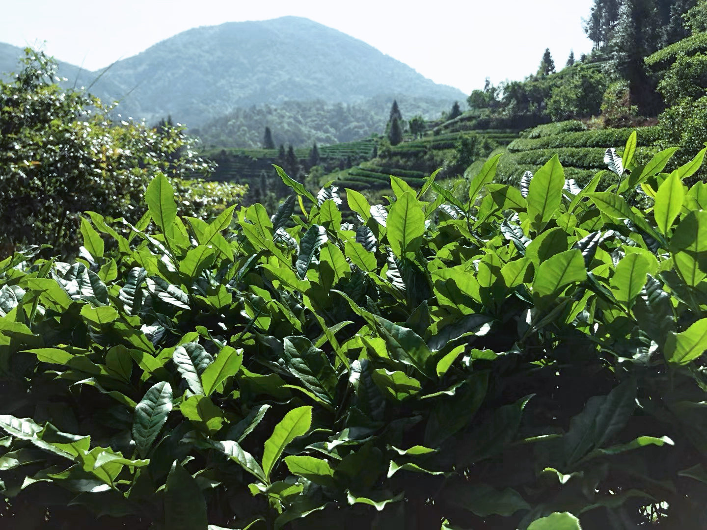 Wuyi Folk Legends and the Red Tea Story by Jing Tea Shop