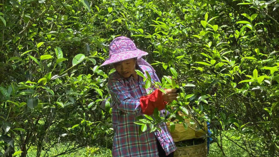 Part 10 : Oral Accounts of Qingcha Transmission in the Wuyi