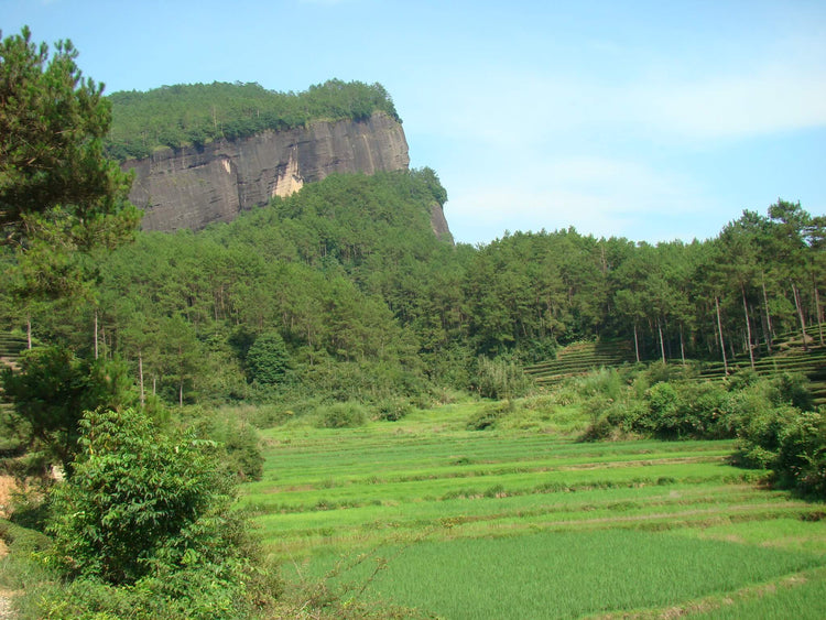 jing tea shop wuyi oolong farm