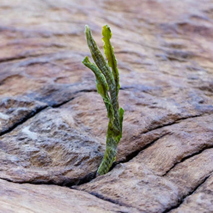 2025 Tai Ping Lan Hua Jian