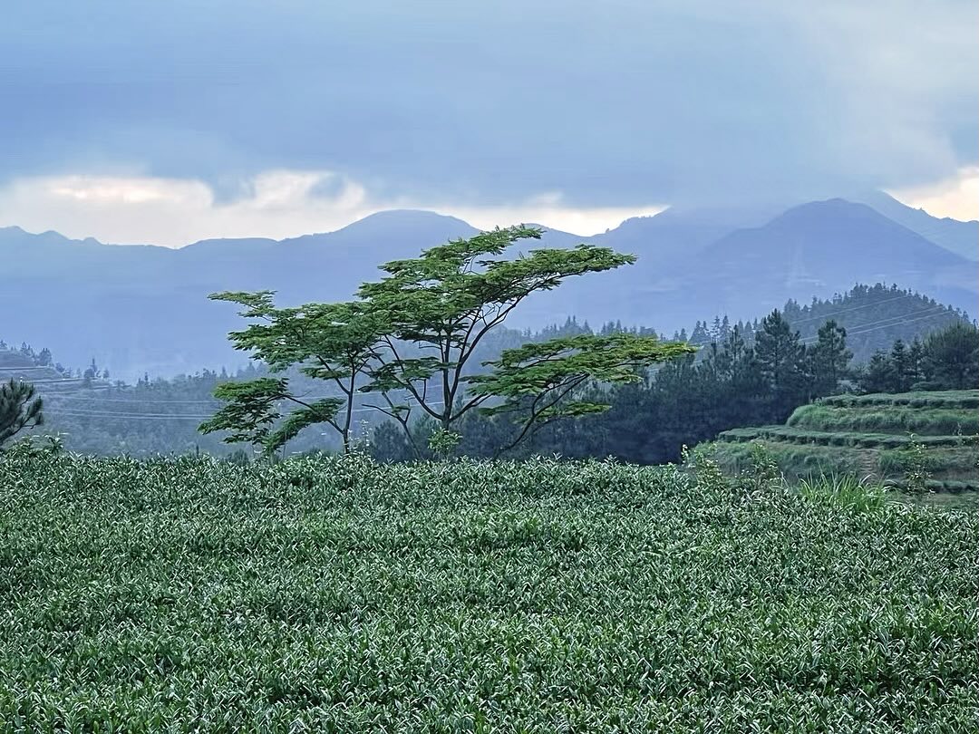 Behind the leaves with Jing Tea Shop - anxi oolong tea views
