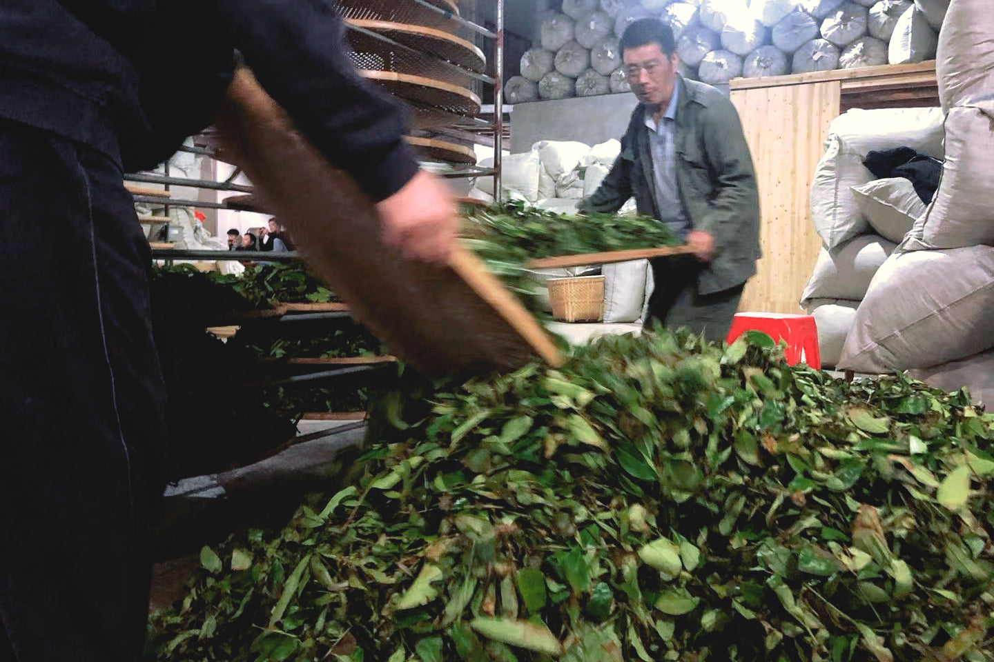 Behind the leaves with Jing Tea Shop - Wuyi oolong tea views