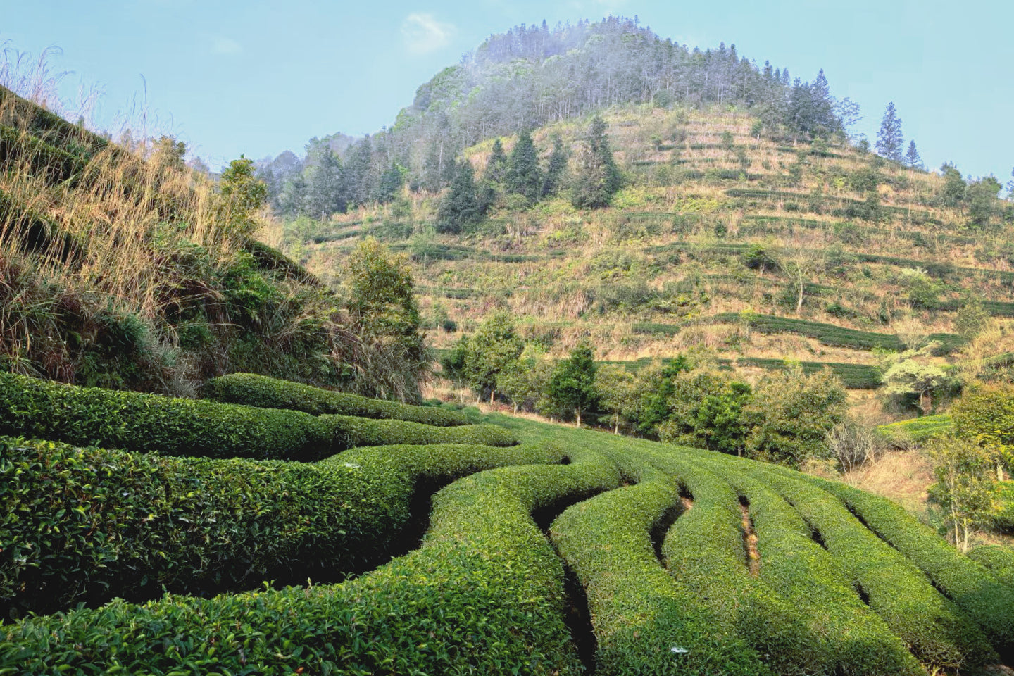 Behind the leaves with Jing Tea Shop - Wuyi oolong tea views